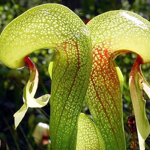 Cobra Lily (Darlingtonia Californica)