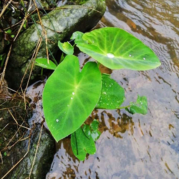 Colocasia Antiquorum