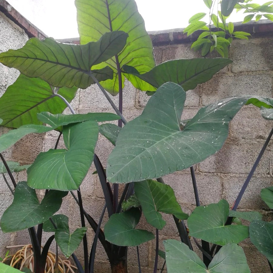 Colocasia Antiquorum