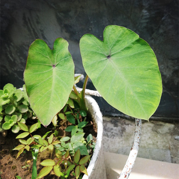 Colocasia Antiquorum