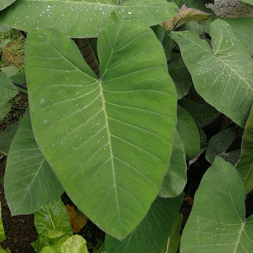 Colocasia Antiquorum