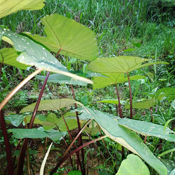 Colocasia Antiquorum