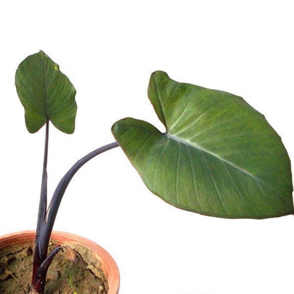 Colocasia Antiquorum