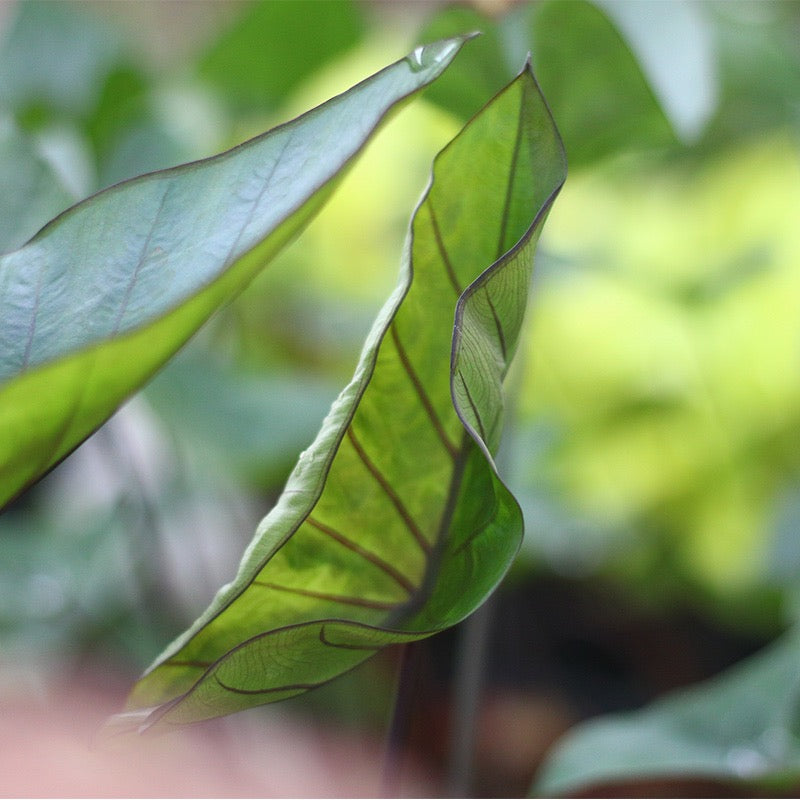 Coffee Cups Elephant Ear (  Colocasia Esculenta 'Coffee Cups'  )