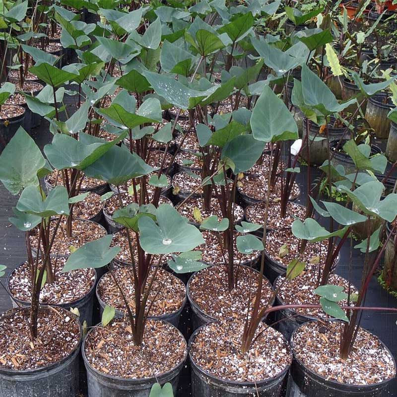 Coffee Cups Elephant Ear (  Colocasia Esculenta 'Coffee Cups'  )