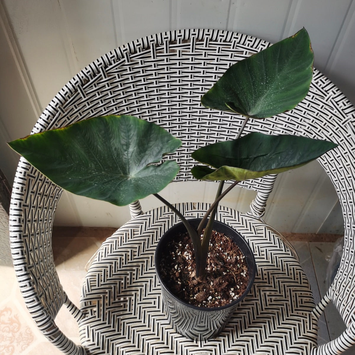 Coffee Cups Elephant Ear (  Colocasia Esculenta 'Coffee Cups'  )