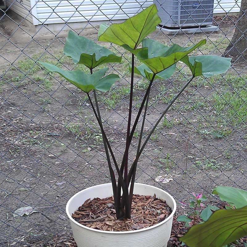 Coffee Cups Elephant Ear (  Colocasia Esculenta 'Coffee Cups'  )