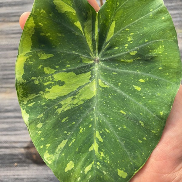 Colocasia Esculenta ‘ Lemon Lime Gecko ’(Colocasia Esculenta)
