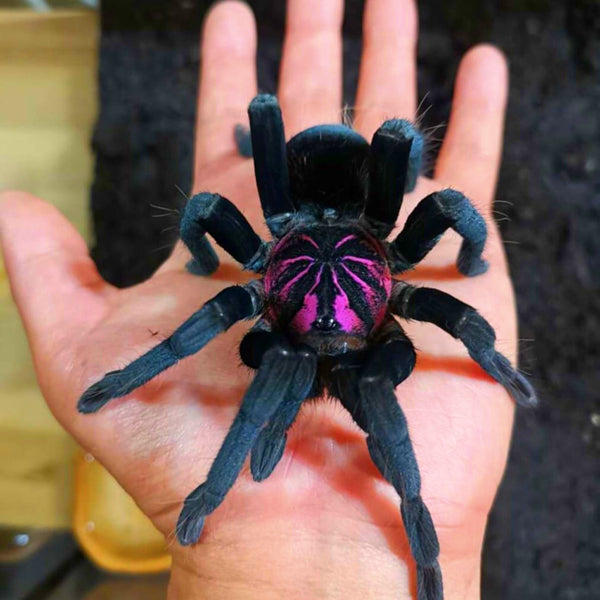 Xenesthis Sp Bright Tarantula