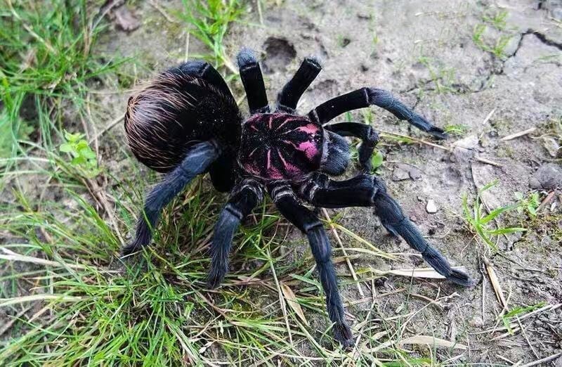 Xenesthis Sp Bright Tarantula