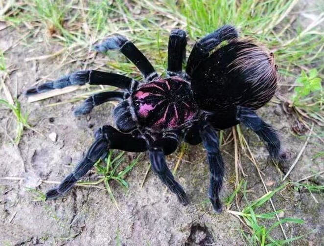 Xenesthis Sp Bright Tarantula