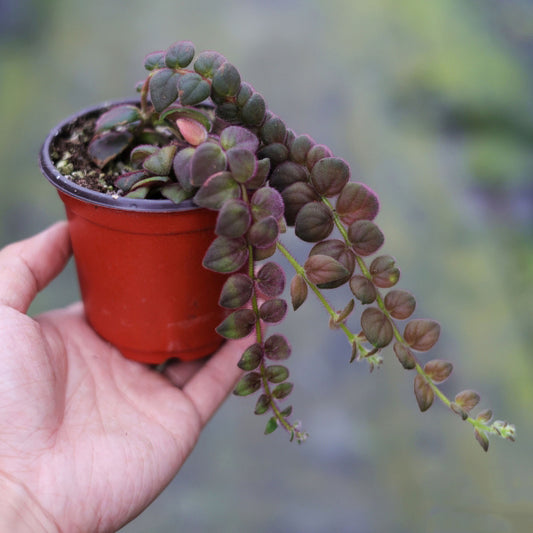 Columnea sp.