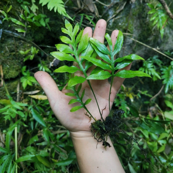 Colysis elliptica (Thunb.) Ching
