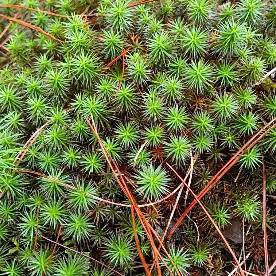Common Haircap Moss (Polytrichum commune)-15*8 cmx 10