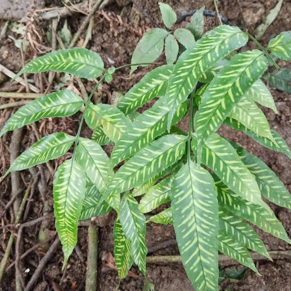 Coniogramme emeiensis 'Golden Zebra'