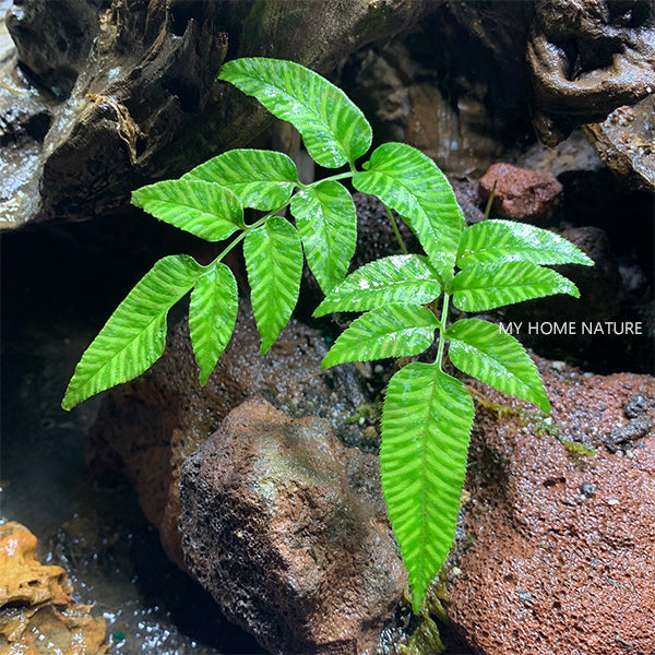 Coniogramme emeiensis 'Golden Zebra'