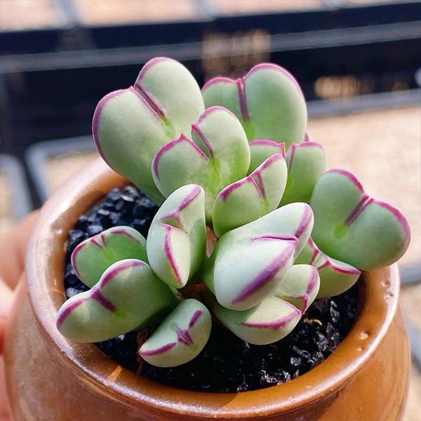 live succulent plants for sale Bilobum christiansenianum for Sale