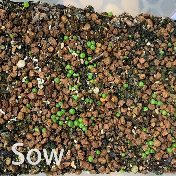 Maughanii 200 seeds