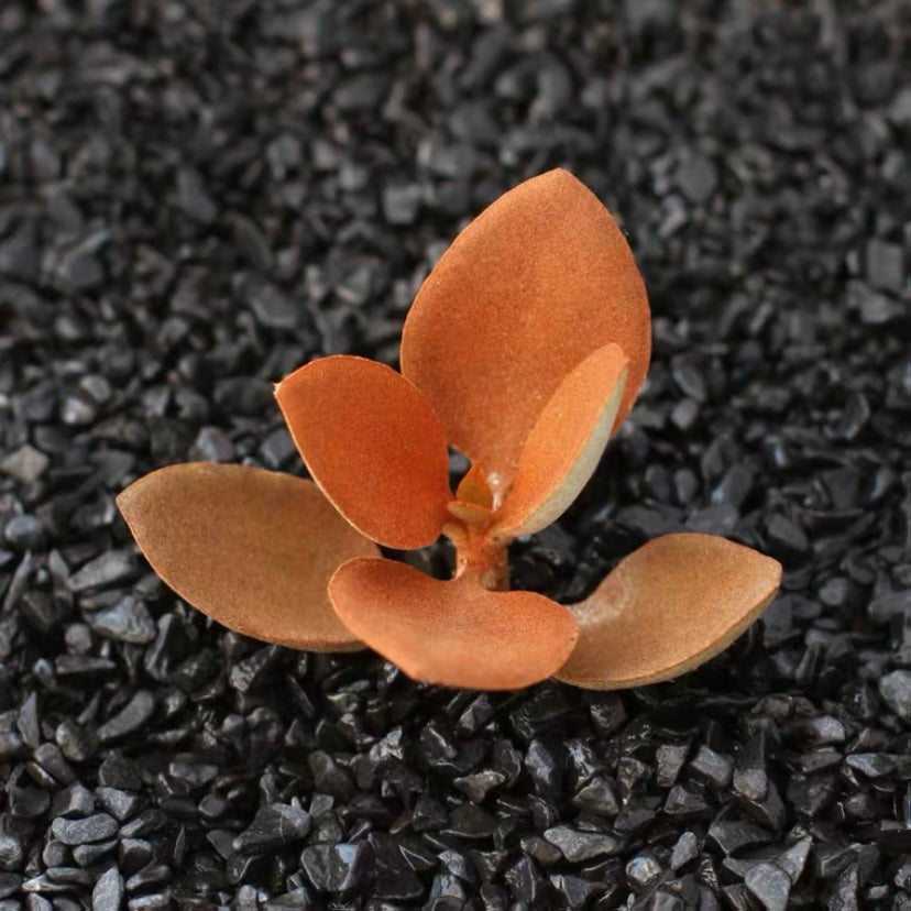 Copper Spoon ( Kalanchoe orgyalis )