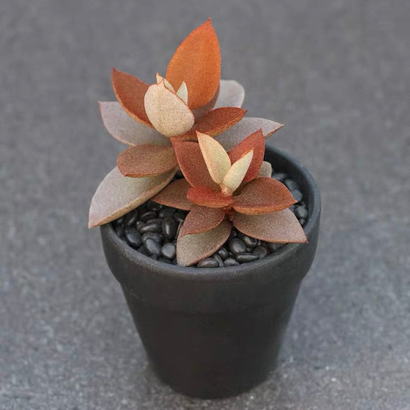 Copper Spoon ( Kalanchoe orgyalis )