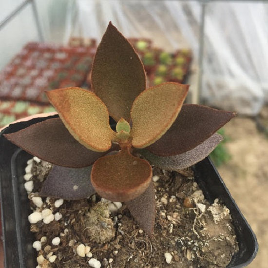 Copper Spoon ( Kalanchoe orgyalis )