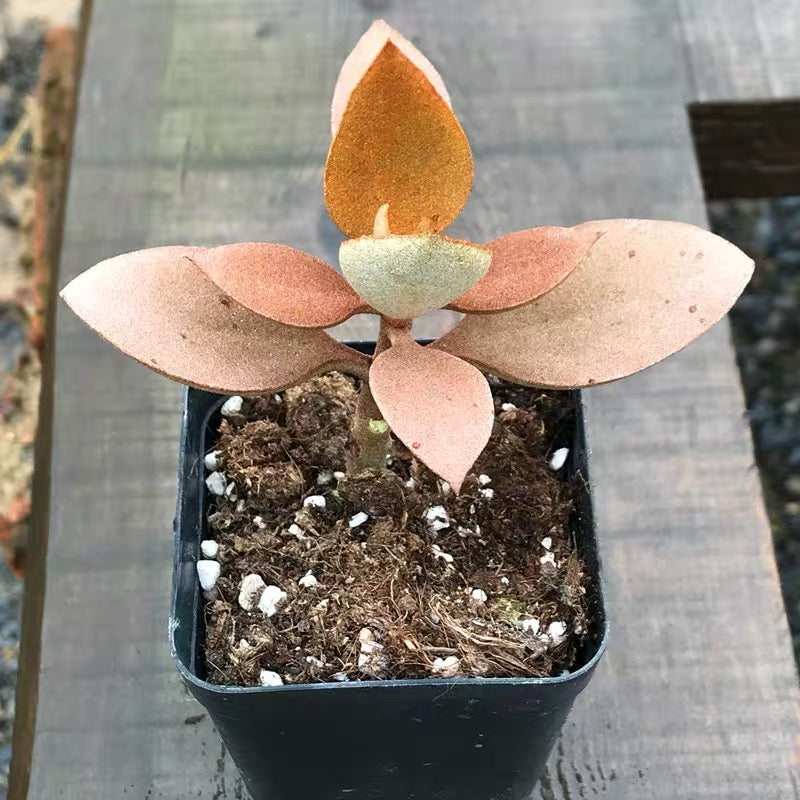 Copper Spoon ( Kalanchoe orgyalis )