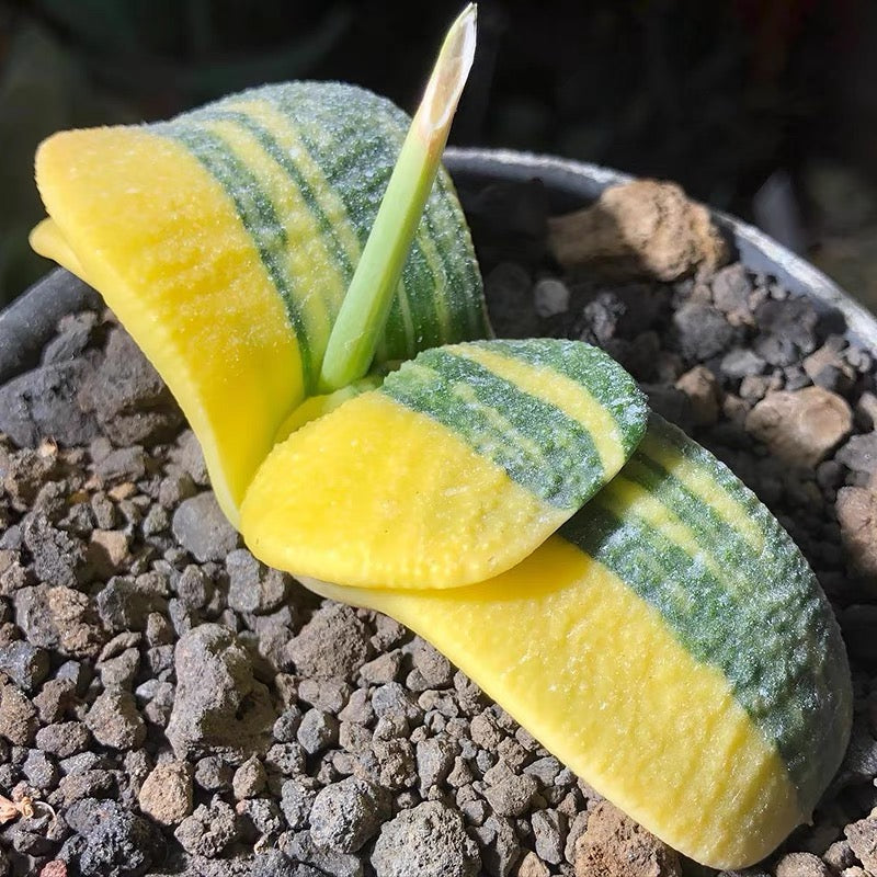 Cow tongue (Gasteria armstrongii f.variegata)