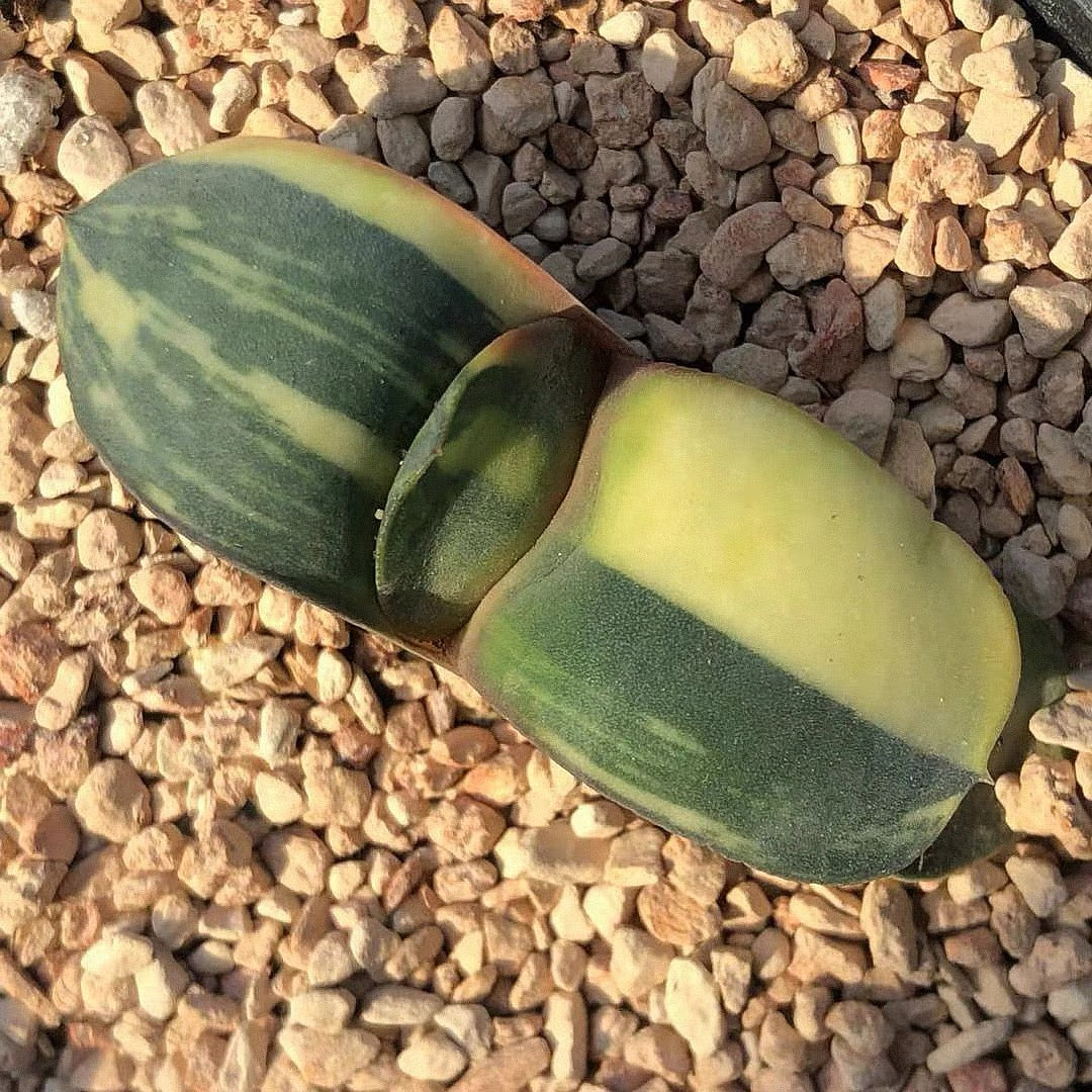 Cow tongue (Gasteria armstrongii f.variegata)