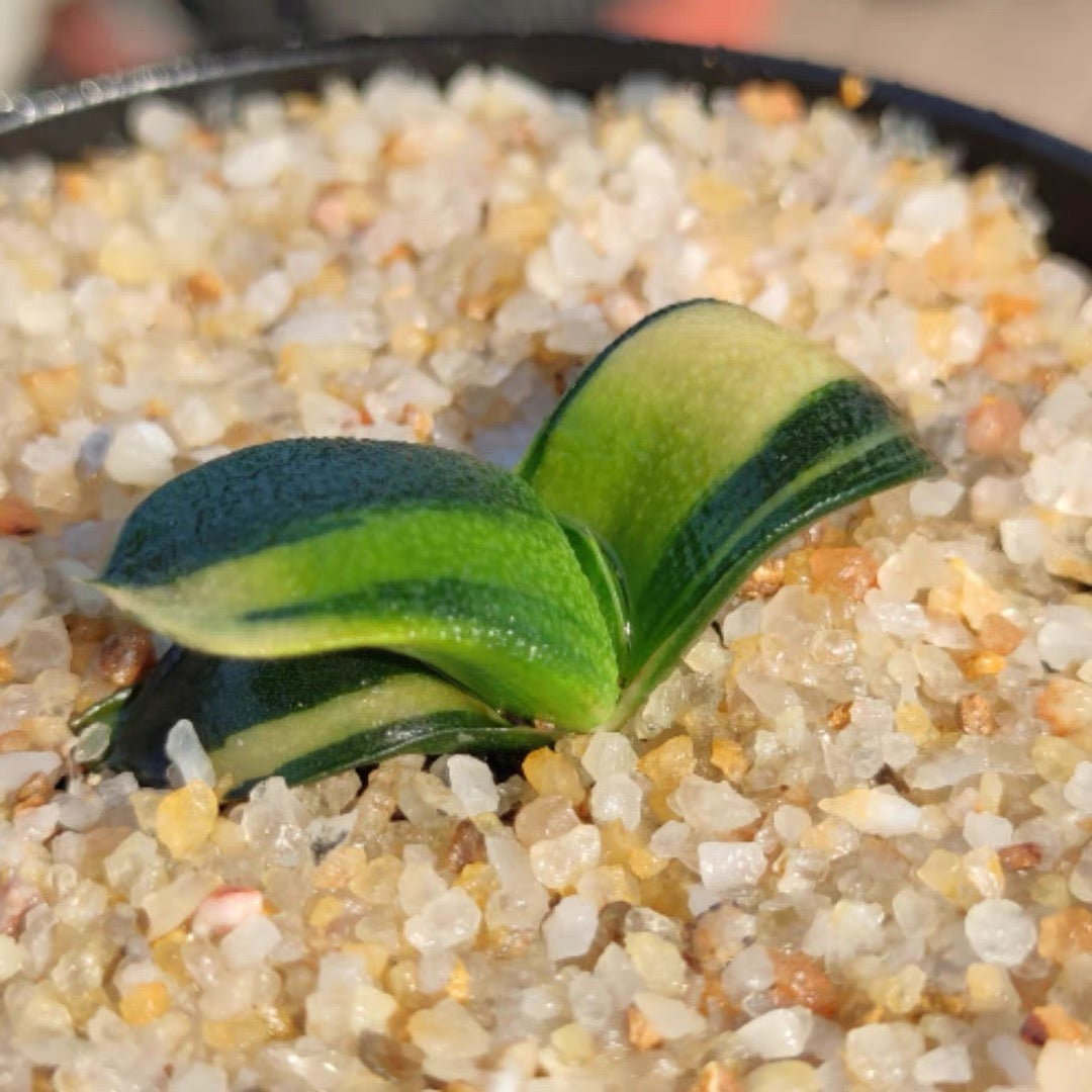 Cow tongue (Gasteria armstrongii f.variegata)