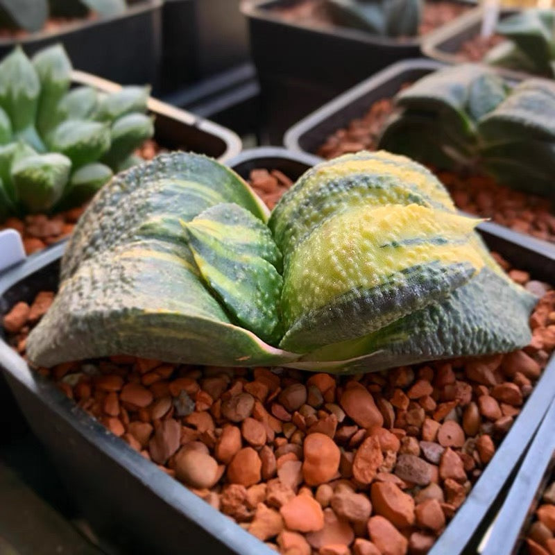 Cow tongue (Gasteria armstrongii f.variegata)