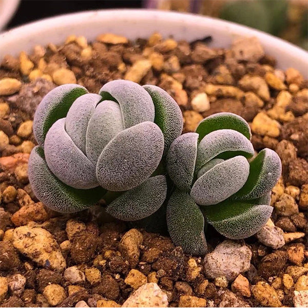 Crassula alstonii