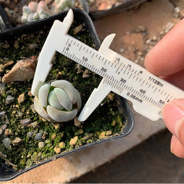 Crassula alstonii