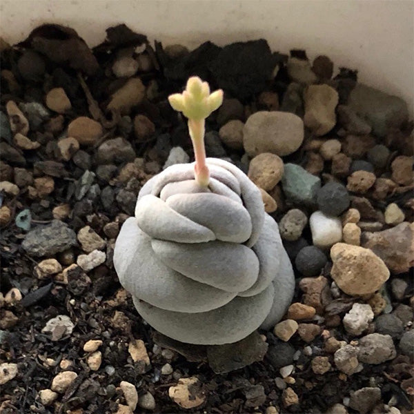 Crassula alstonii