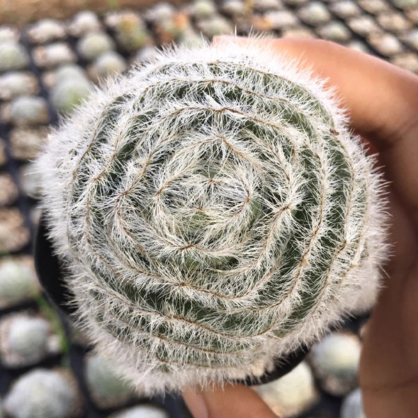 crassula succulent for sale Crassula barbata