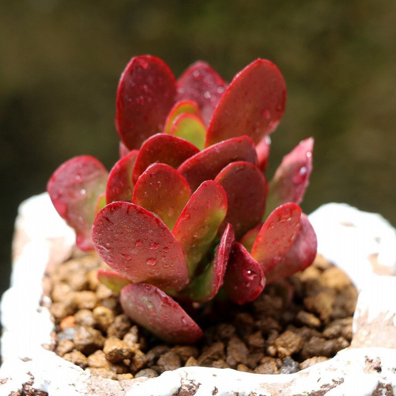 clavata succulent Crassula clavata Purple Butterfly