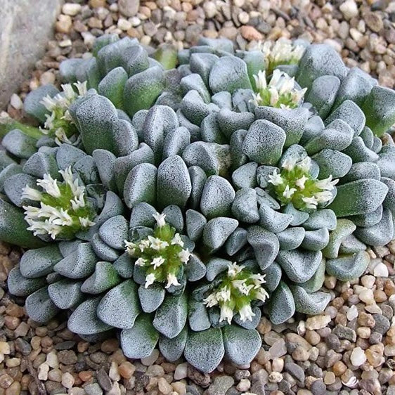 Crassula mesembryanthemopsis