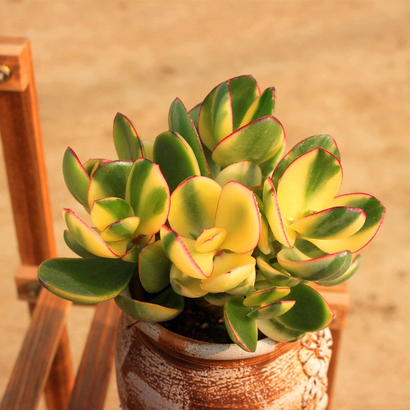 Crassula obliqua tricolor jade