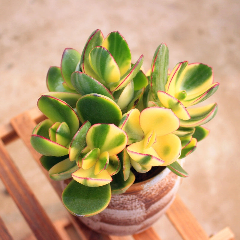 tri color jade plant Crassula obliqua tricolor jade