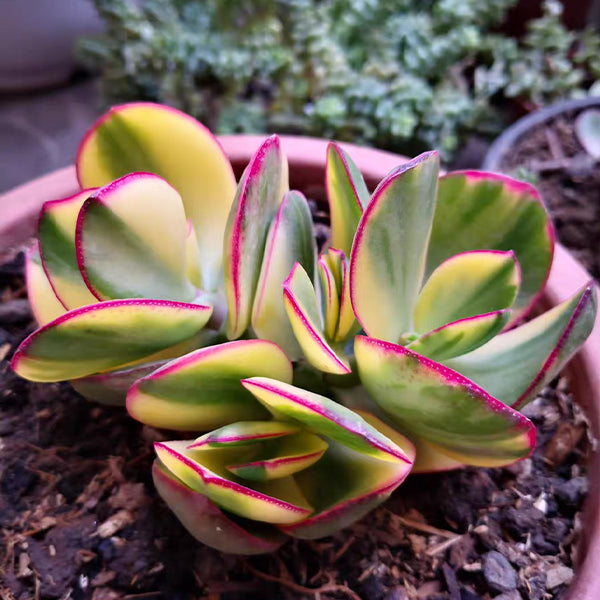 Crassula obliqua tricolor jade