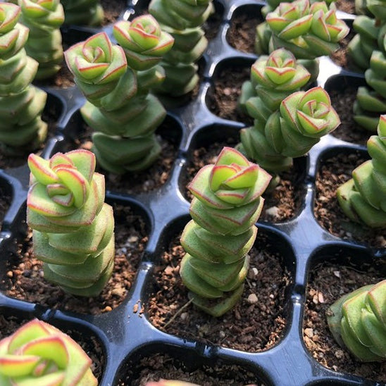 Crassula Perforata