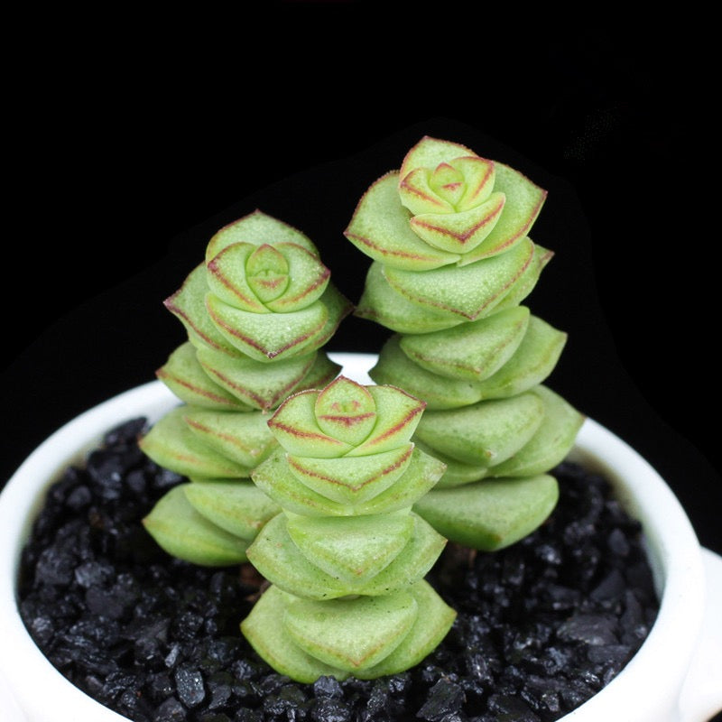 Crassula Perforata