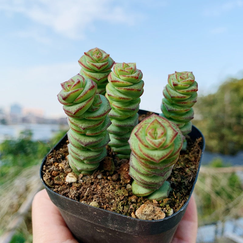 perforata succulent Crassula Perforata for Sale