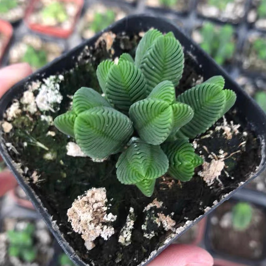 Pagoda Mini Jade (Crassula quadrangularis)