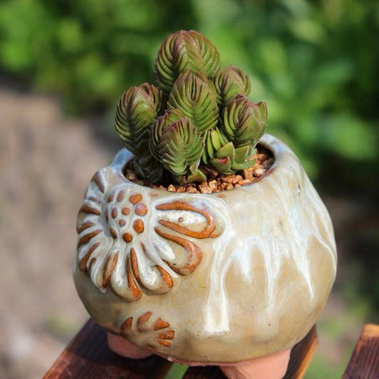 Pagoda Mini Jade (Crassula quadrangularis)