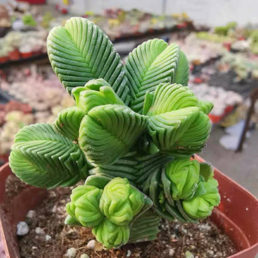 Pagoda Mini Jade (Crassula quadrangularis)