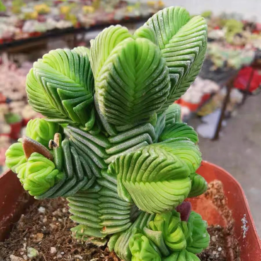 Pagoda Mini Jade (Crassula quadrangularis)