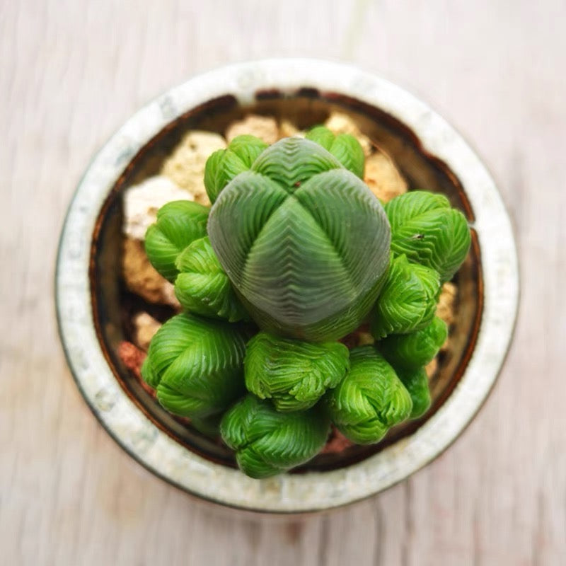 Pagoda Mini Jade (Crassula quadrangularis)