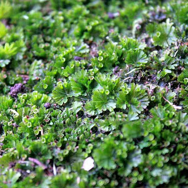 Crepidomanes minutum