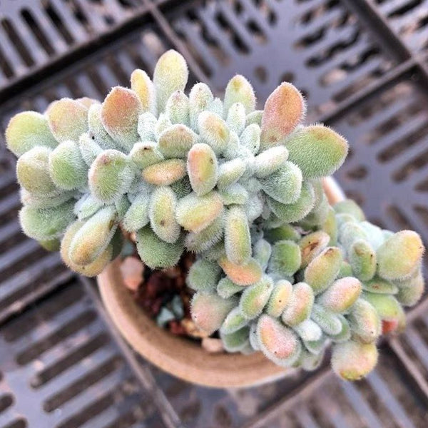 Crested Firecracker Plant (Echeveria pulvinata 'Frosty crested')