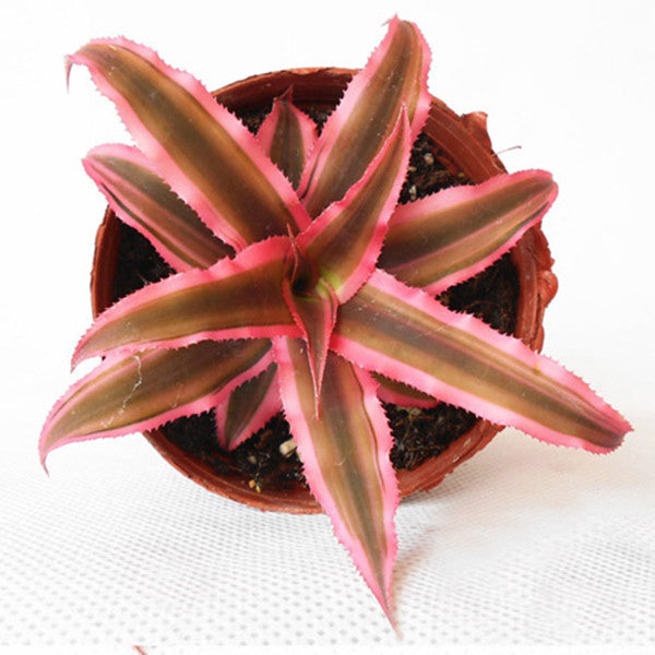 Cryptanthus Bivittatus ' Pink Starlite '